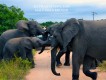 1303180725 - 000 - southafrica kruger malamala elephants2